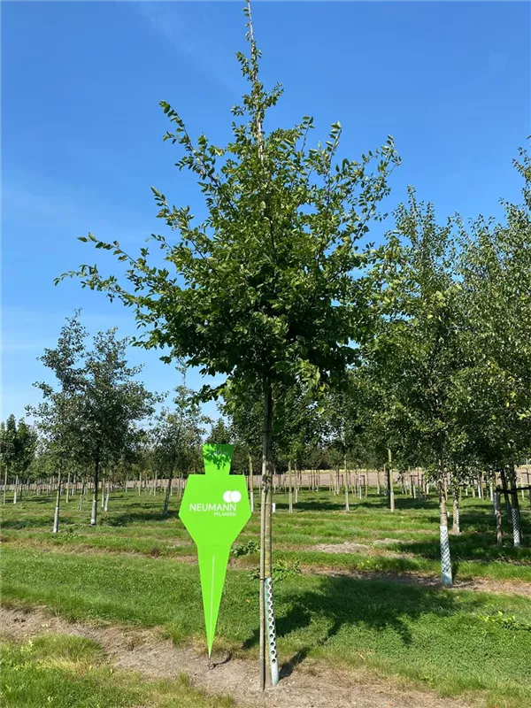 Carpinus betulus