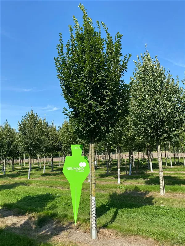 Carpinus betulus 'Lucas'