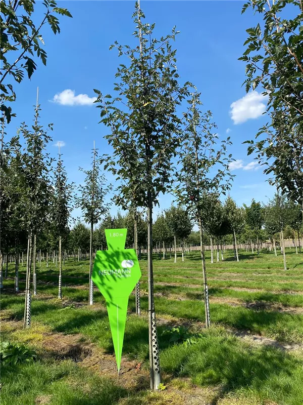 Sorbus intermedia