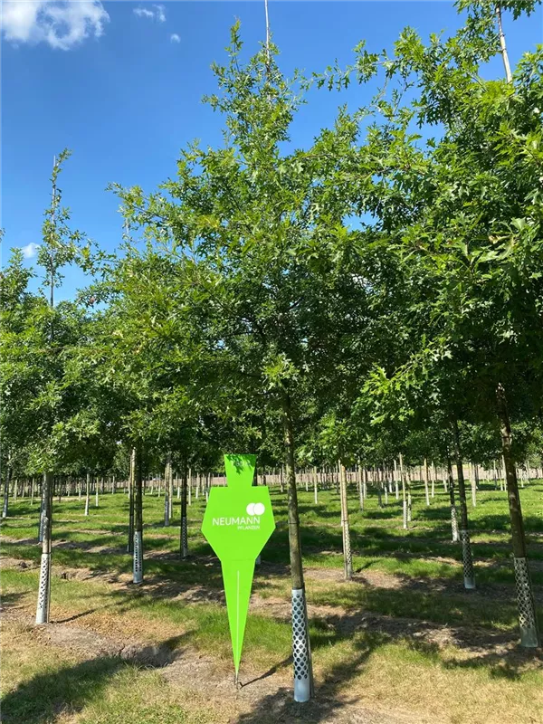 Quercus palustris