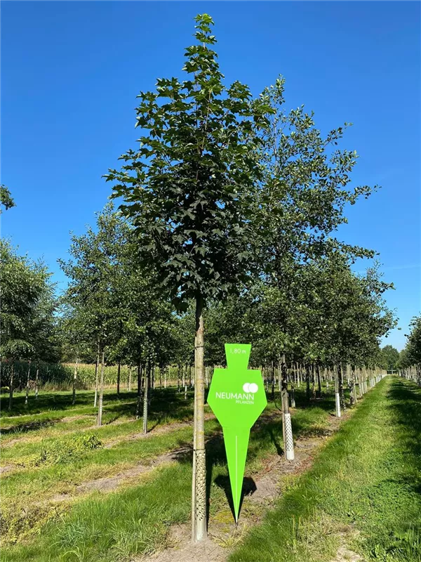 Acer pseudoplatanus 'Bruchem'