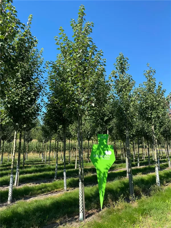 Acer rubrum 'Fairview Flame'