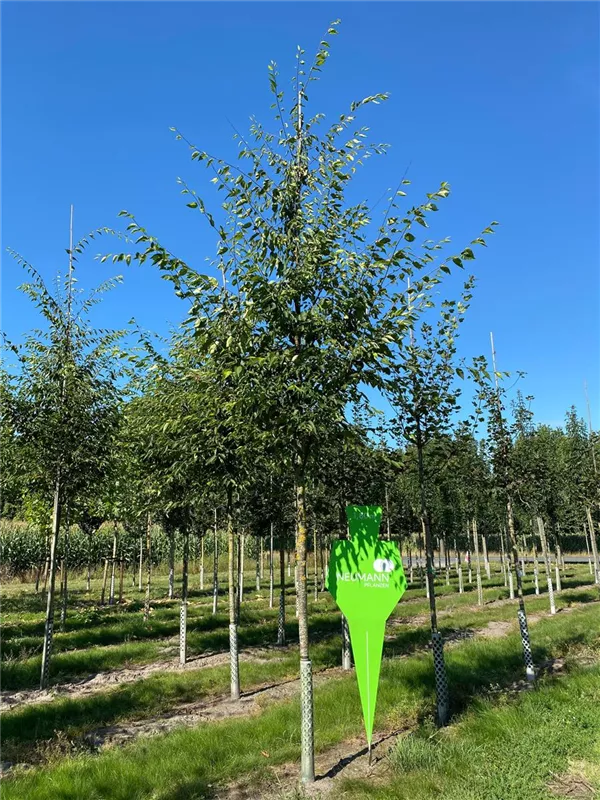 Zelkova serrata 'Green Vase'