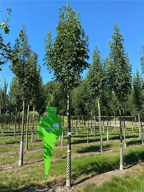 Fraxinus ornus 'Obelisk'