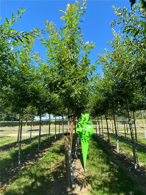 Quercus texana 'New Madrid'
