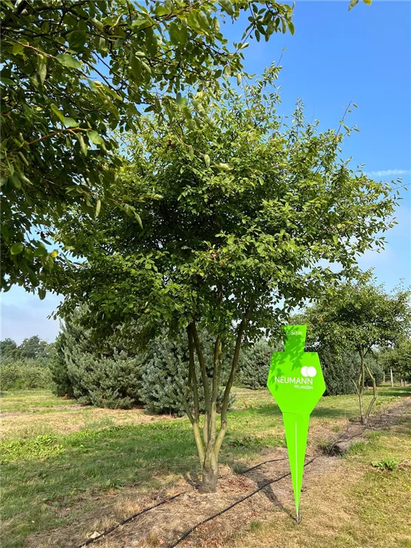 Amelanchier lamarckii
