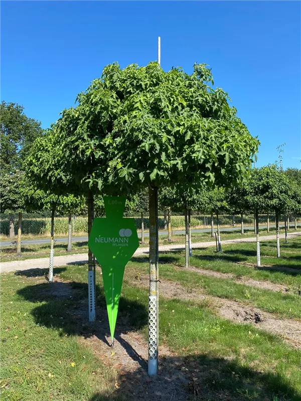 Liquidambar styraciflua 'Gumball'