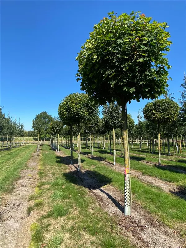 Acer platanoides 'Globosum'