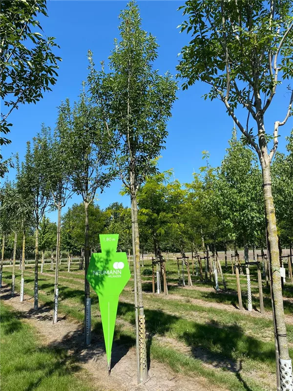 Fraxinus ornus 'Obelisk'