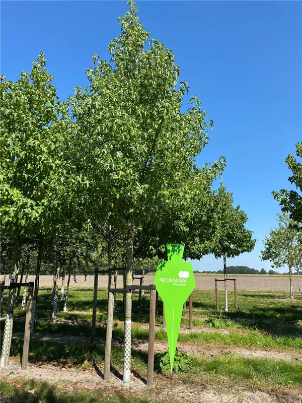 Liquidambar styraciflua 'Lane Roberts'