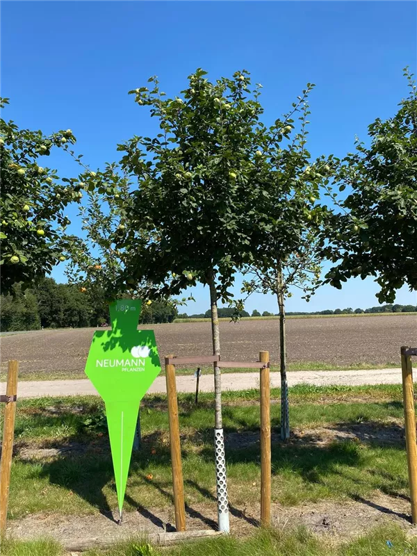 Cydonia 'Konstantinop.Apfelquitte' CAC