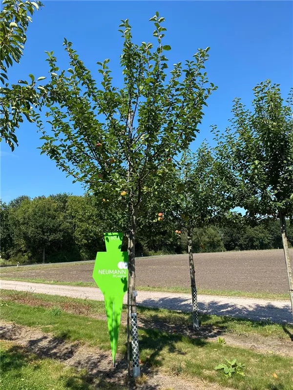 Malus 'Kaiser Wilhelm' CAC Malus 'Kaiser Wilhelm' CAC