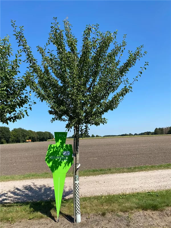 Prunus syr.'Von Nancy' CAC