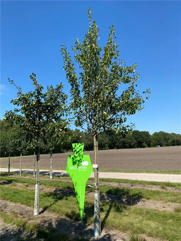 Pyrus com.'Clapps Liebling' CAC