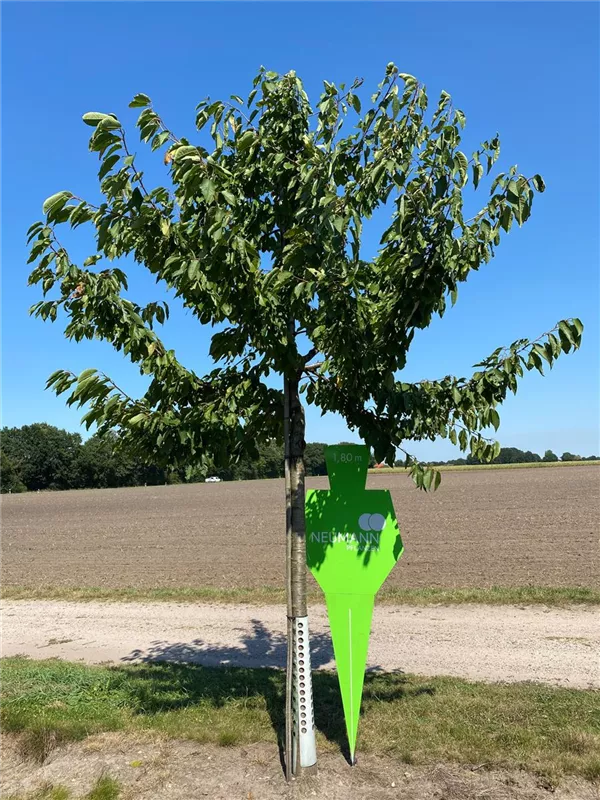 Prunus av.'Hedelfinger Riesenk.' CAC
