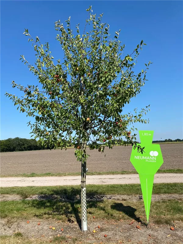 Malus 'Ingrid Marie' CAC