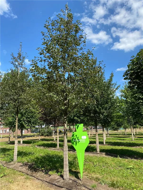 Sorbus intermedia 'Brouwers'