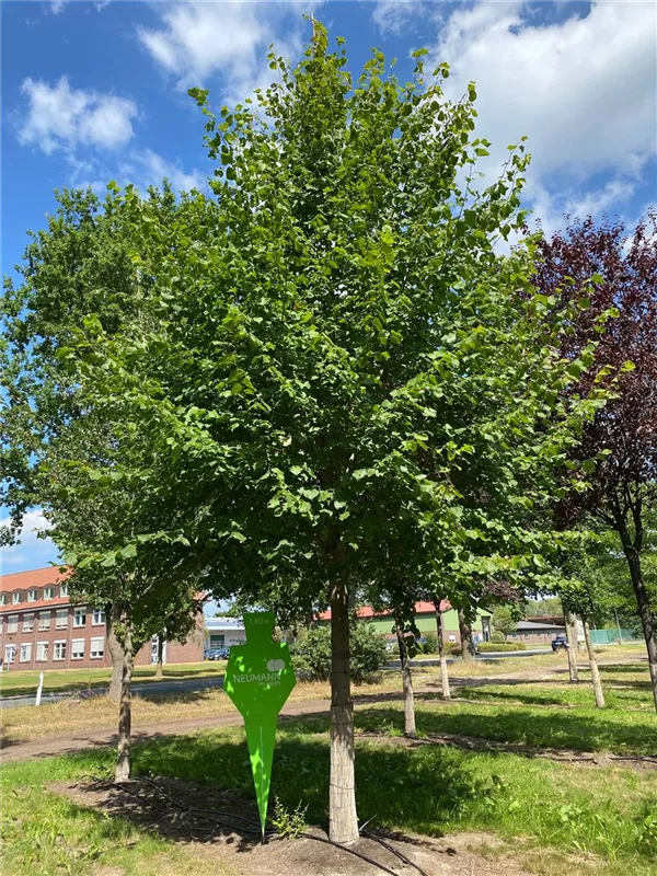 Tilia europaea 'Pallida'
