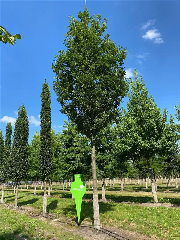 Quercus petraea 'Fastigiata'