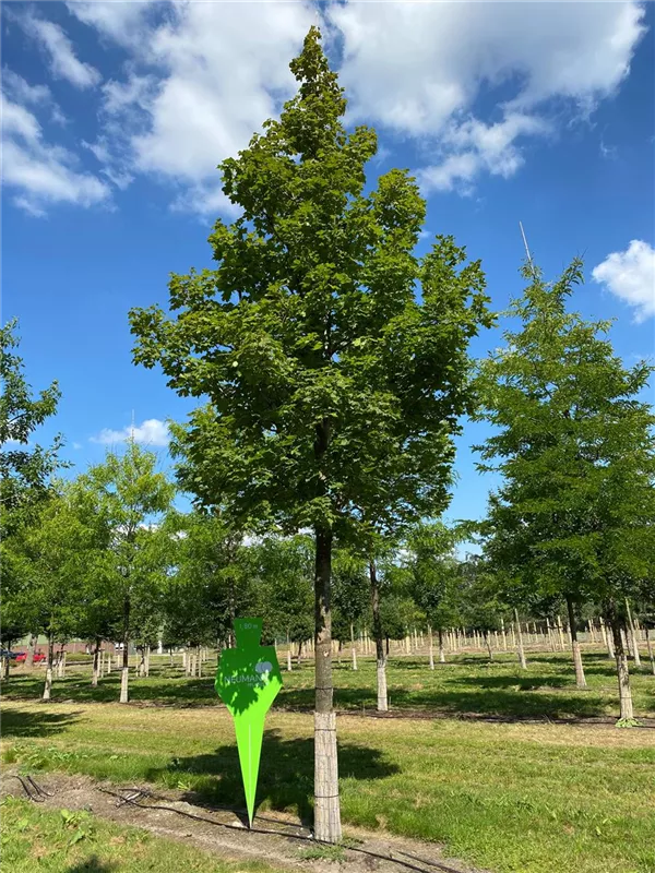 Acer platanoides 'Emerald Queen'
