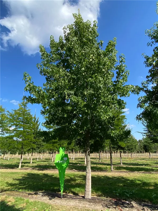 Liquidambar styraciflua