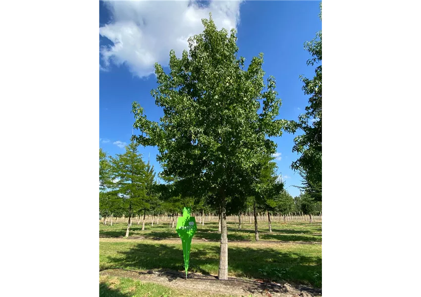Liquidambar styraciflua
