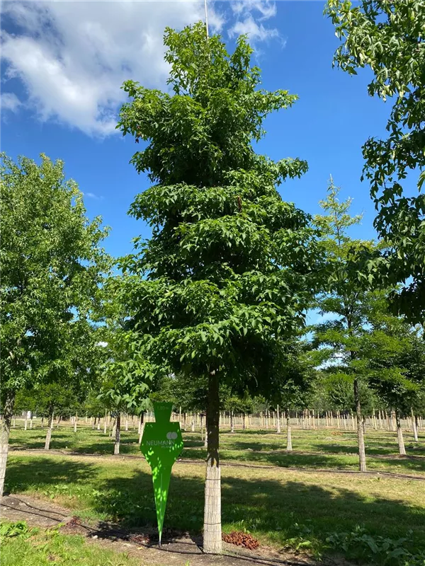 Liquidambar styraciflua