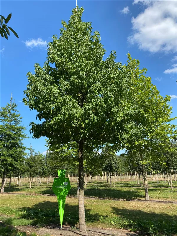 Liquidambar styraciflua 'Lane Roberts'