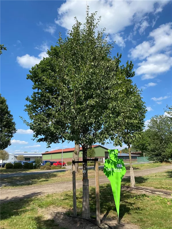 Pyrus com.'Gute Graue' CAC