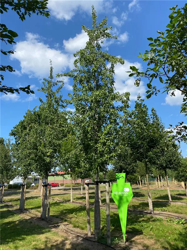 Pyrus com.'Gellerts Butterbirne' CAC