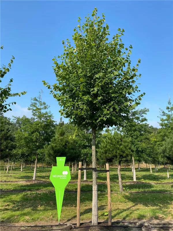 Tilia europaea 'Pallida'