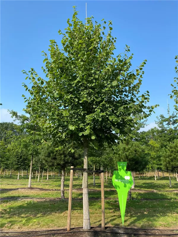 Tilia europaea 'Pallida'
