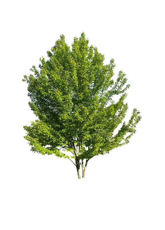 Acer ginnala