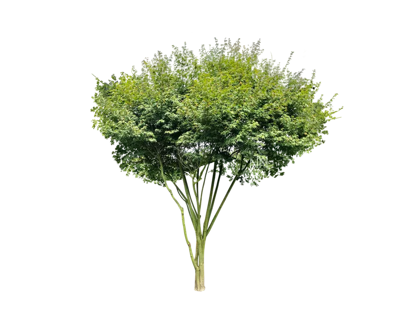 Acer palmatum