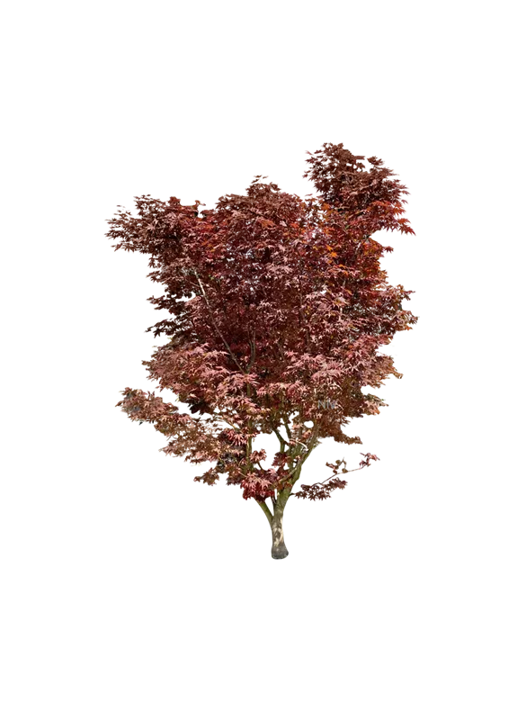 Acer palmatum 'Fireglow'