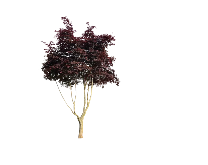 Acer palmatum 'Fireglow'