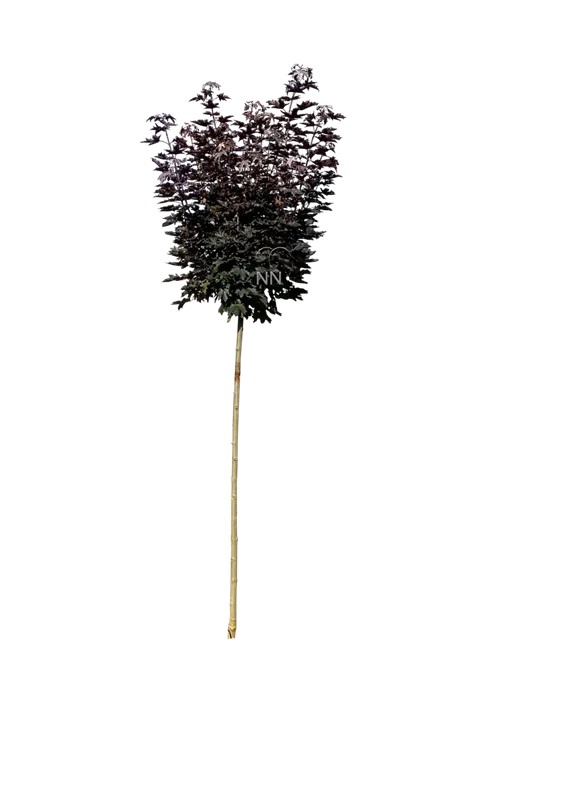 Acer platanoides 'Crimson Sentry'