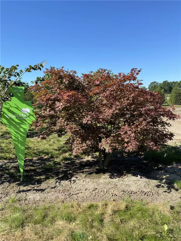 Acer palmatum 'Atropurpureum'