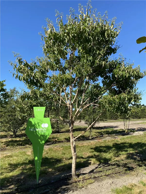 Heptacodium miconioides