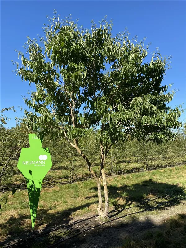 Heptacodium miconioides