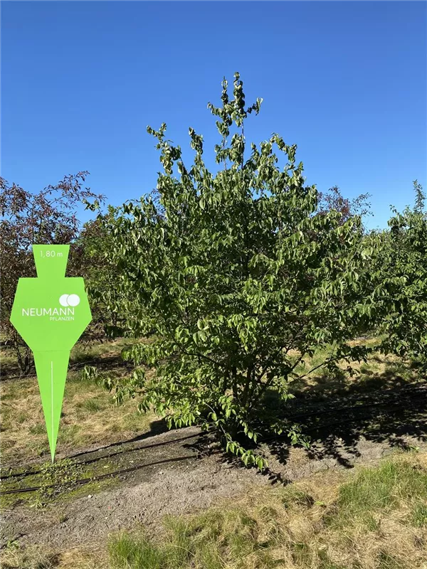 Cornus mas