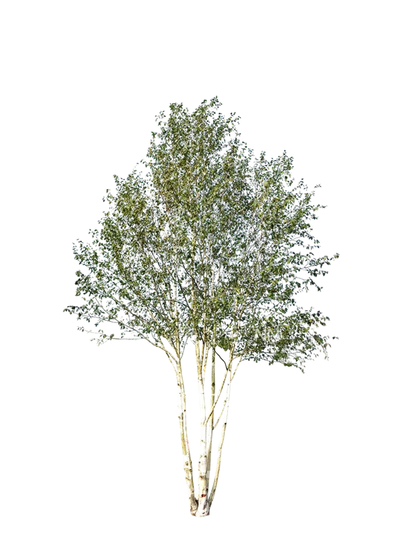 Betula jacquemontii