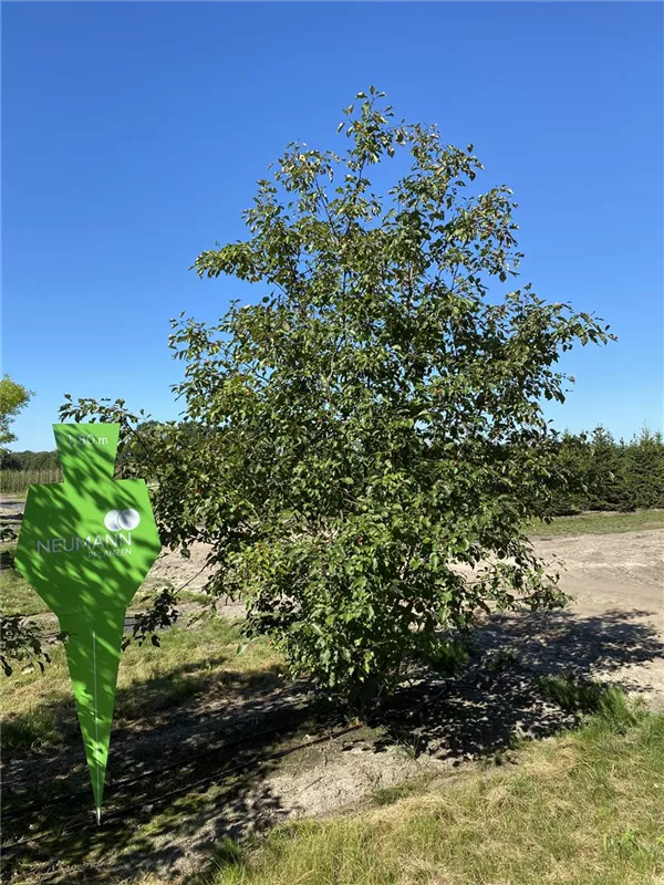 Cornus mas