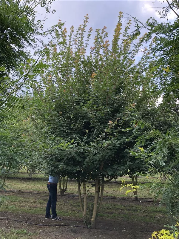 Acer campestre