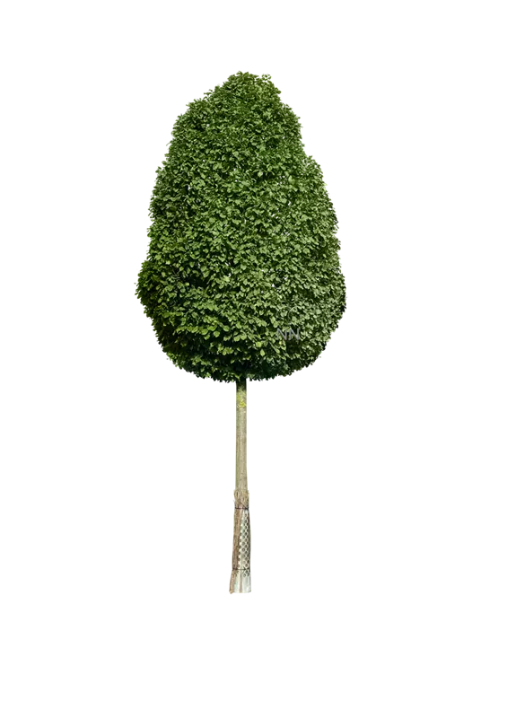 Carpinus betulus 'Fastigiata Monument'