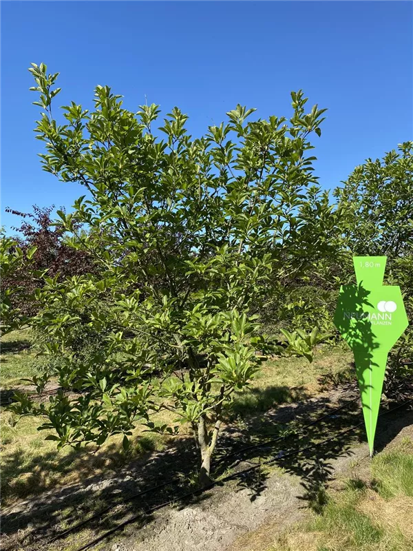 Magnolia soulangiana