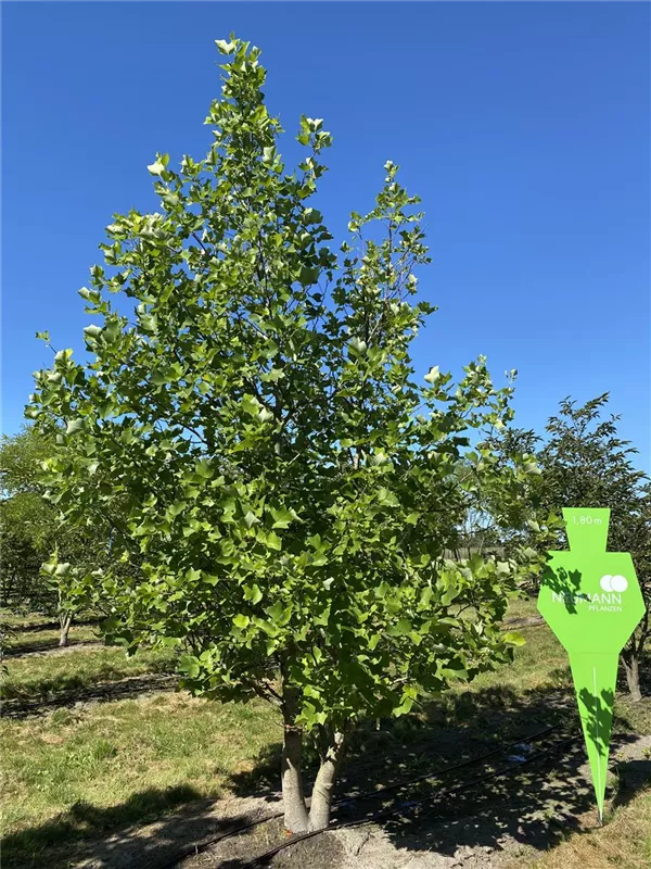Liriodendron tulipifera