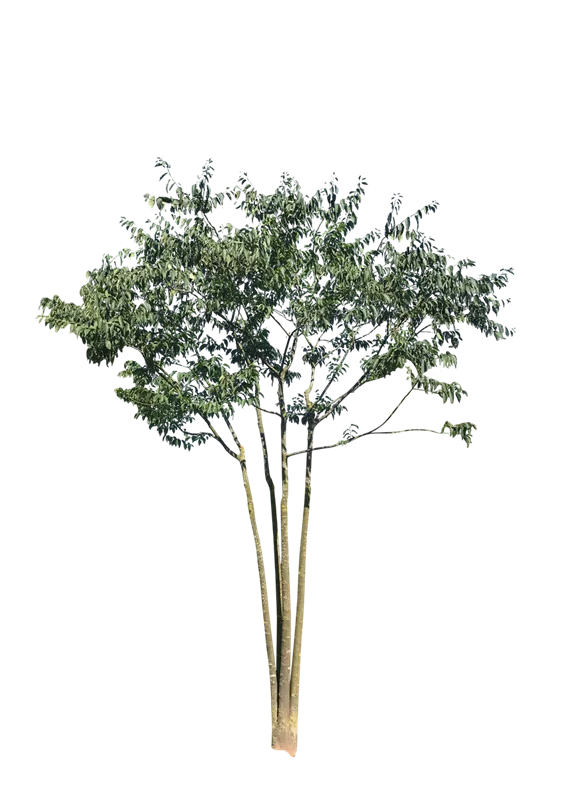 Celtis australis