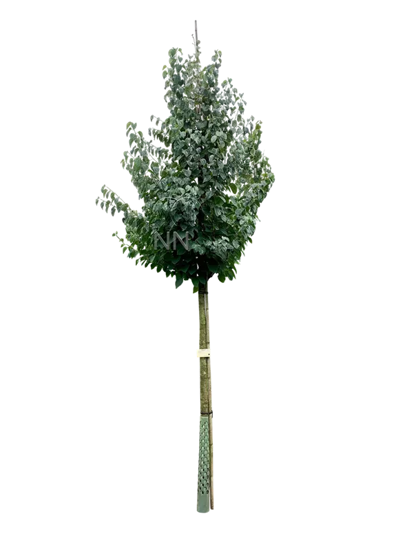 Cercidiphyllum japonicum