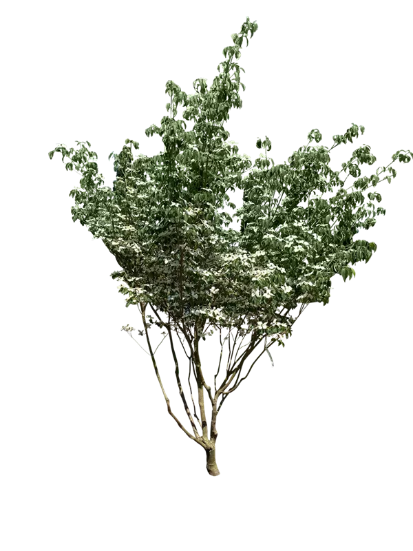 Cornus kousa chinensis